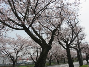 2016.桜